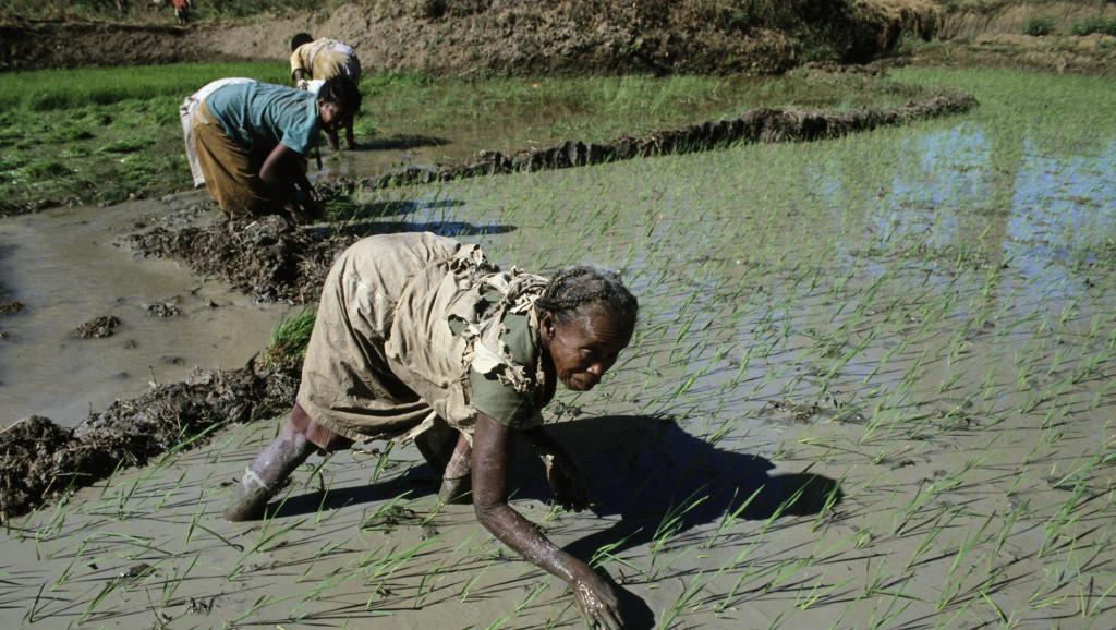 Madagascar: l'augmentation du prix du riz inquiète les consommateurs
