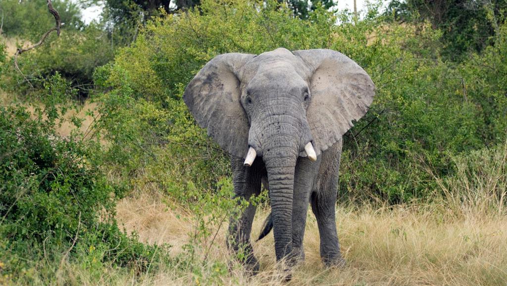 Gabon: les paysans excédés par les ravages des éléphants dans les plantations