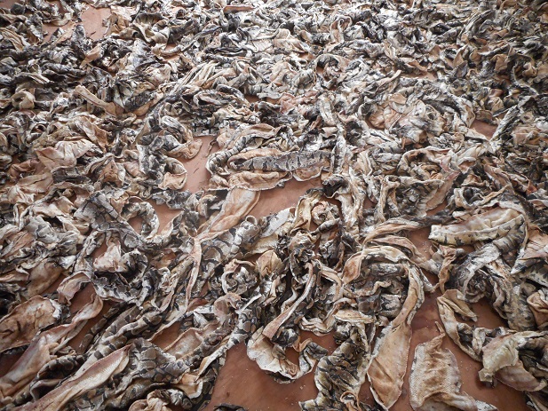 Trois trafiquants de peaux de pythons royaux arrêtés à Lomé