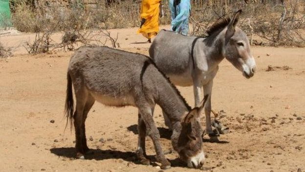 ​Tchad : un réseau de trafics de viande démantelé