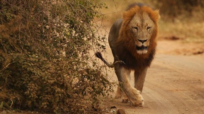 Afrique du Sud : 4 lions s'échappent du parc national Kruger