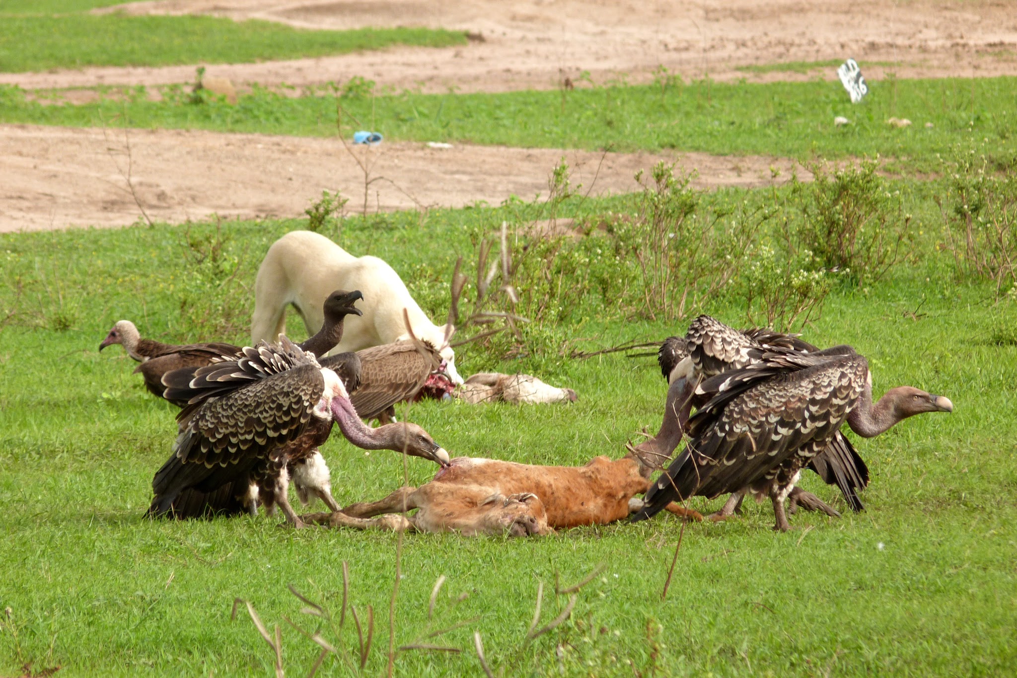 ​  SÉNÉGAL : UN PAYS DE MAUVAISE FOI AMBIANTE