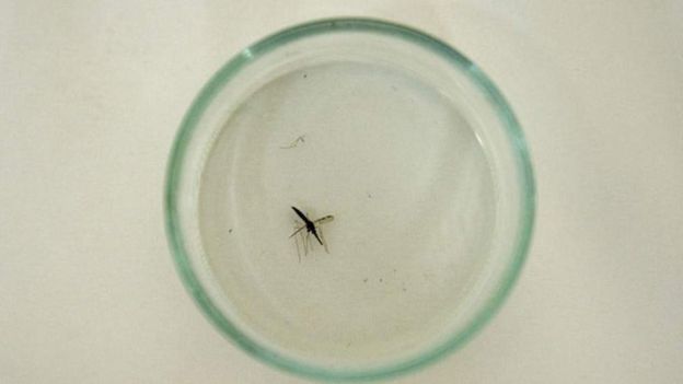 Gambie : le taux du paludisme en baisse