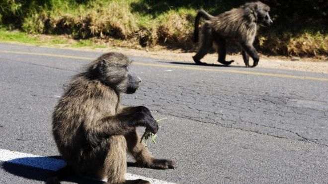 Zambie : un babouin coupe l'électricité