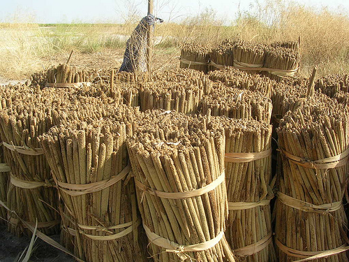 CTI / USAID / Yombal mbojj pour renforcer la compétitivité de la chaîne de valeur mil au Sénégal