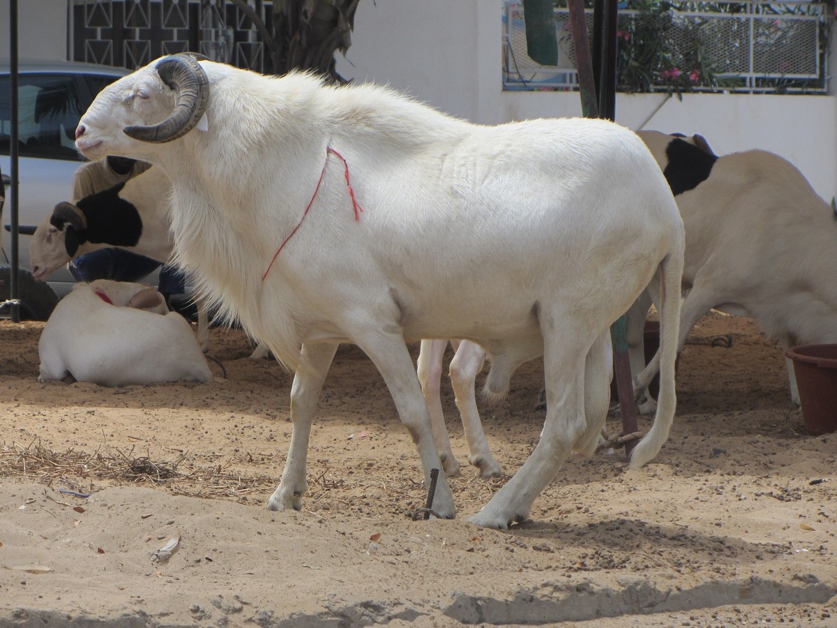 Tabaski 2017 : Déjà plus de 22 mille moutons au Sénégal