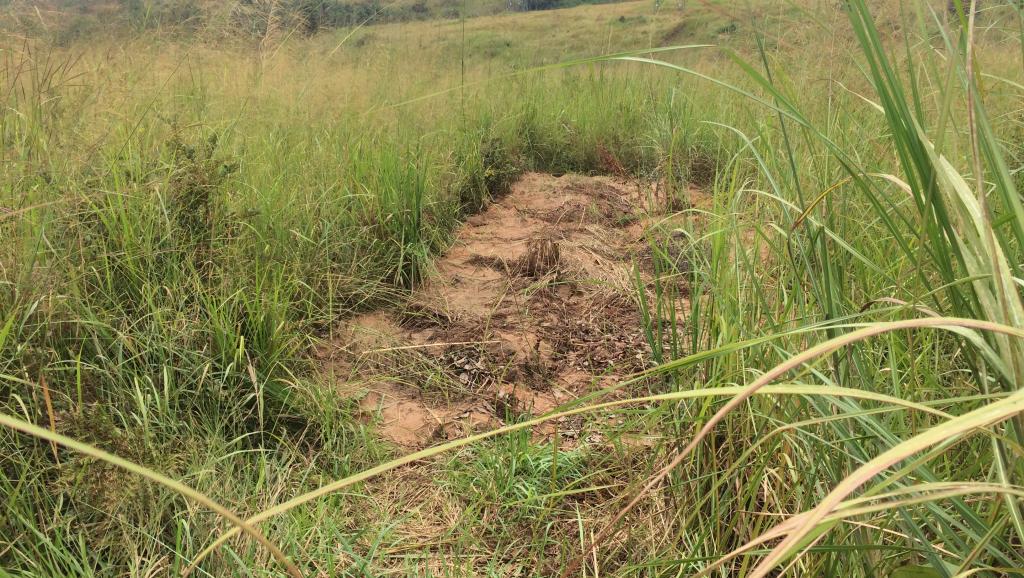 RDC: il y a un an, la mort du chef Kamuina Nsapu au Kasaï