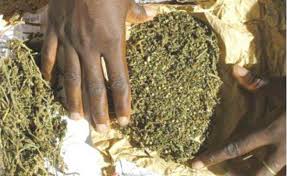 Kaolack : 140 kg de chanvre indien saisis