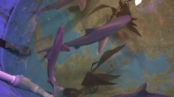 Etats-Unis: 10 requins trouvés dans un domicile