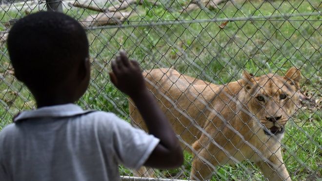 Afrique du Sud : des lions en fuite