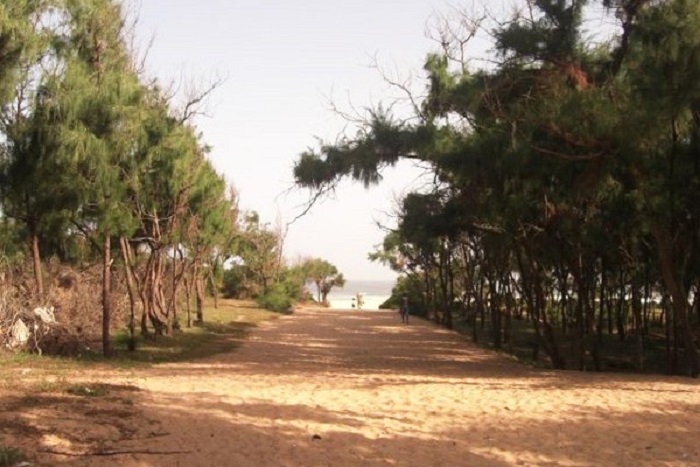 La forêt classée de Mbao menacée par les projets de l’Etat