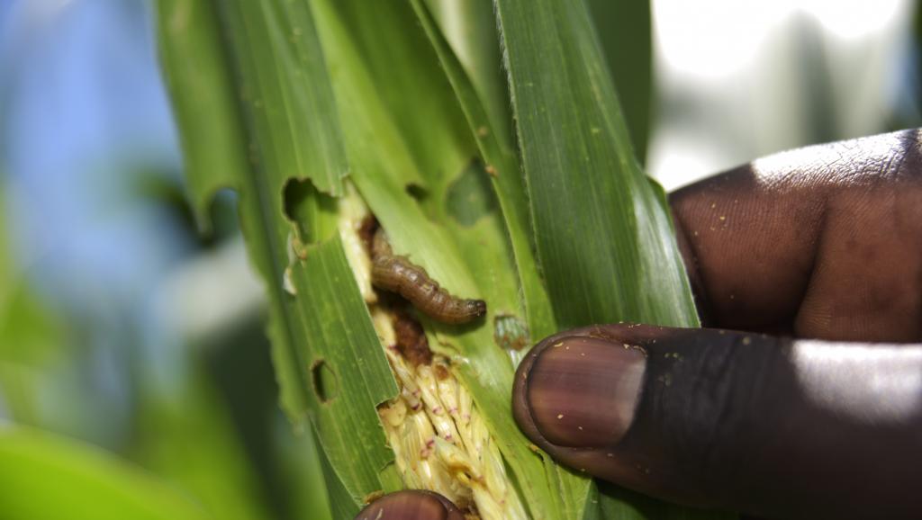 Tchad: une nouvelle race de chenilles menace les plantations de maïs