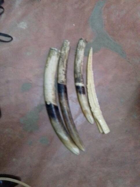 Un ex-marin arrêté en possession de 4 pointes d’ivoire