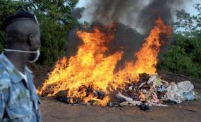 Tambacounda : 514 plantes de cannabis incinérées