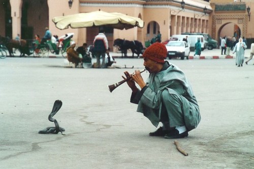 Nigéria: une université recrute des "charmeurs de serpent"