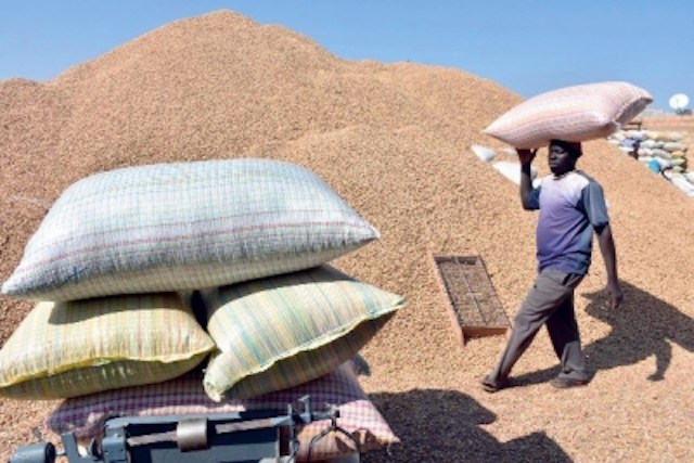 Commercialisation de l'arachide : Le cadre national de concertation des Ruraux déçu du prix fixé par l'Etat