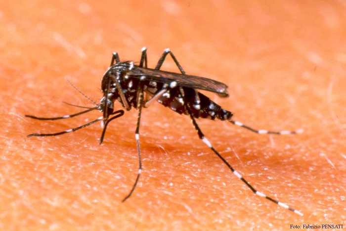 C'est la psychose à Dahra Djolof : 5 nouveaux cas de dengue déclarés