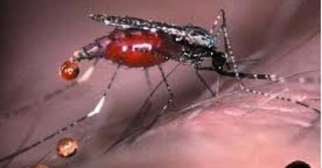 Paludisme : 3 millions de cas de plus en 2016 – L’exception sénégalaise