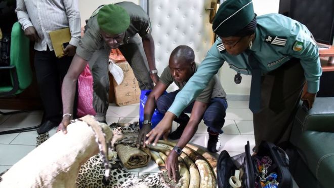Côte d'Ivoire: arrestation des trafiquants d'espèces protégées