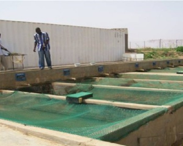 Thiaroye sur mer : les étudiants du Centre national de l’aquaculture réclament de meilleures conditions de…