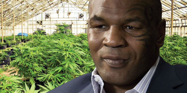 L'ancien champion de boxe Mike Tyson va cultiver du cannabis en Californie
