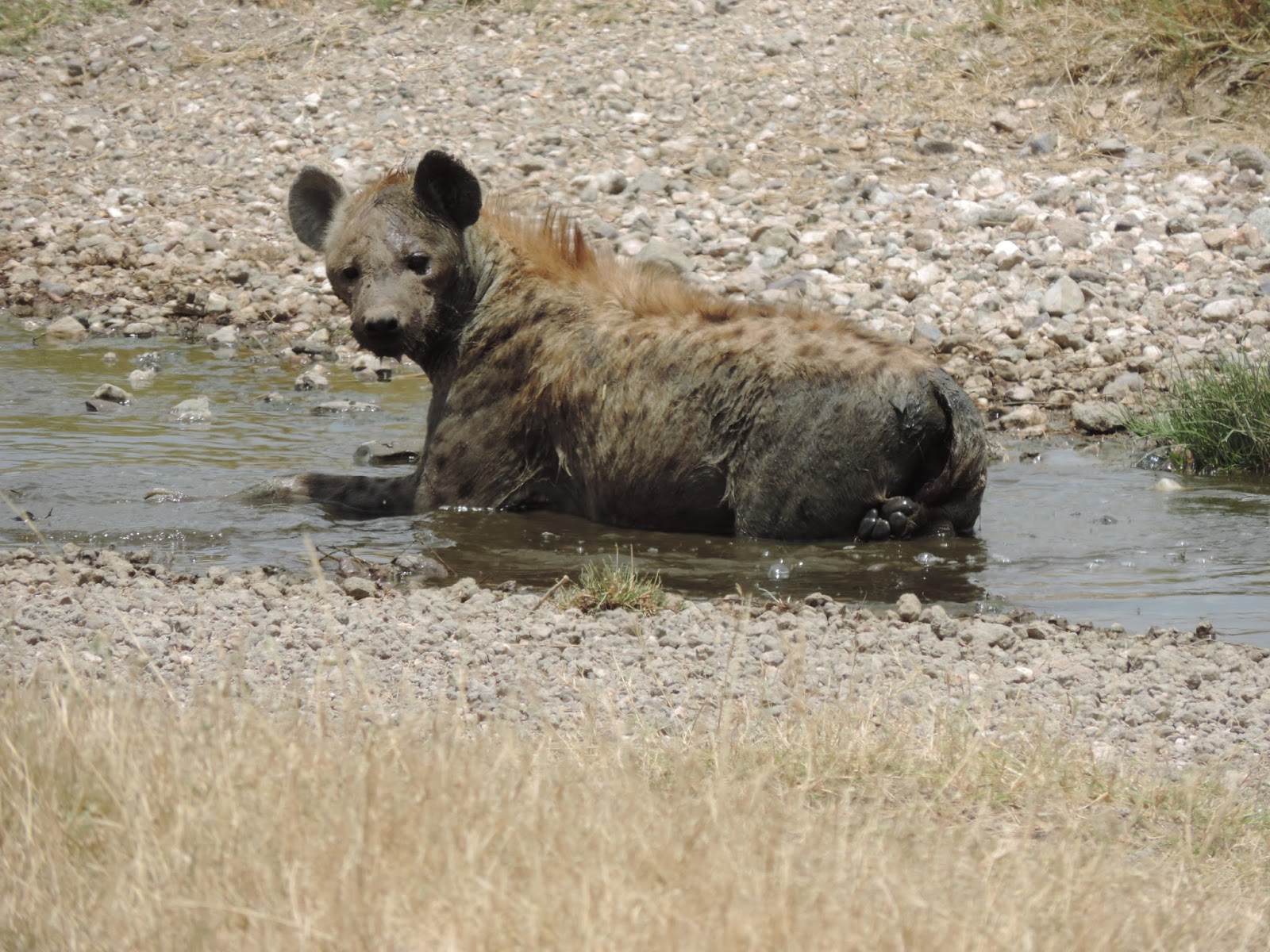 Rufisque : Une hyène hante le sommeil des populations