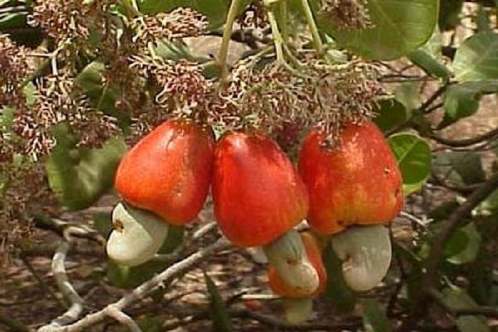 Pillage des forêts en Casamance : les professionnels de l’anacarde dégagent toute responsabilité