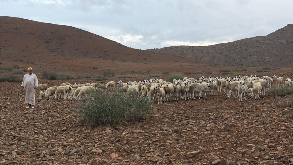 Bénin: début de la campagne très encadrée de transhumance frontalière 2017-2018