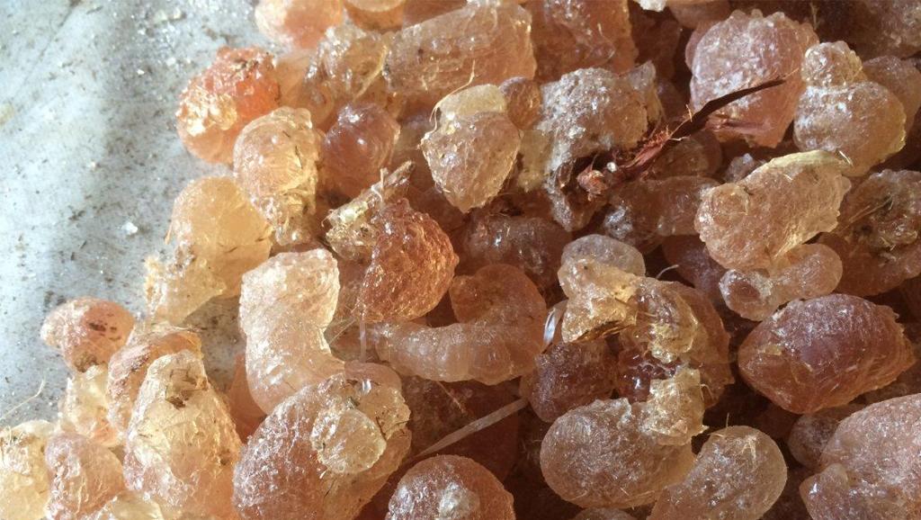 E414, les mystères d'une boule de gomme africaine