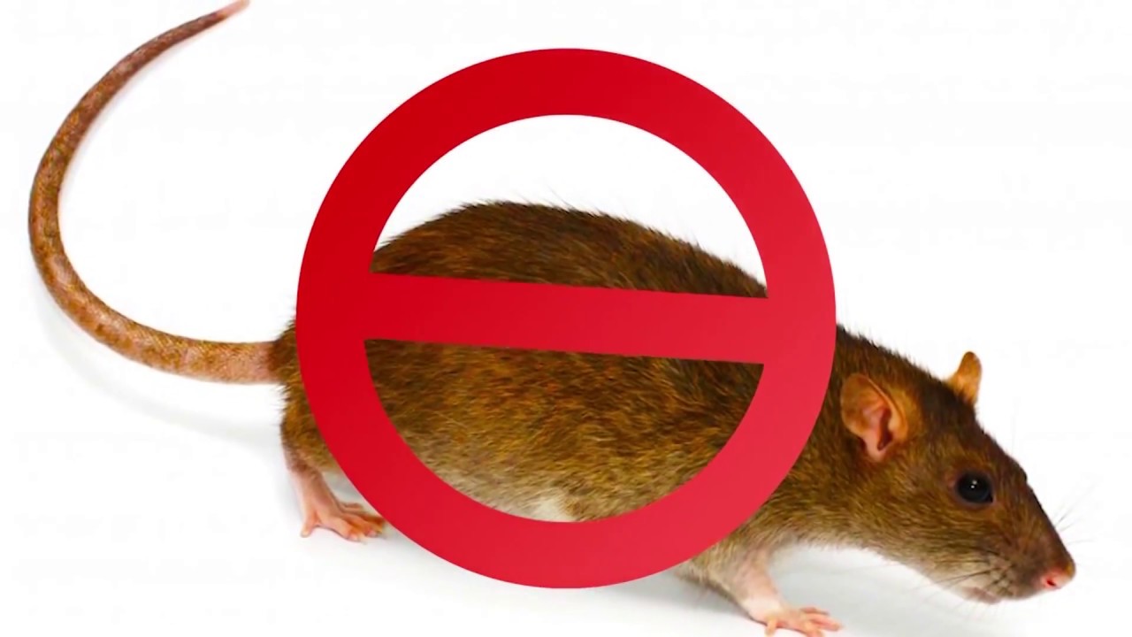 Epidémie de la fièvre de Lassa : Le professeur Moussa Seydi recommande d'éviter d'être en contact avec les rats