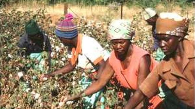 Coton : le Mali, premier producteur en Afrique