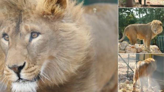 ​Syrie : deux lions exilés en Afrique du Sud
