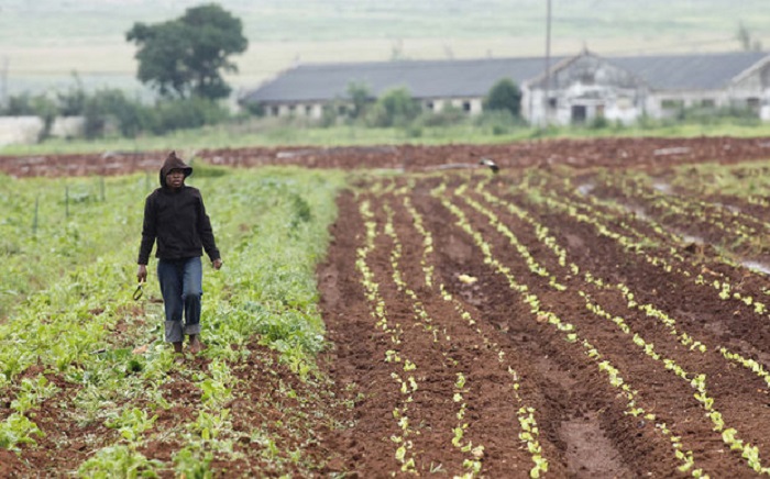 ​Afrique du Sud: les terres bientôt redistribuées aux Noirs