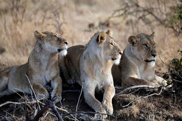 Les Etats-Unis rétablissent le droit d'importer des trophées de chasse d’Afrique