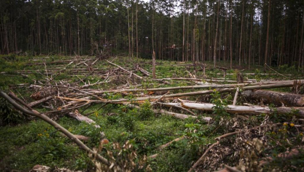 RDC: 50 ONG appellent au maintien du moratoire sur l'exploitation forestière