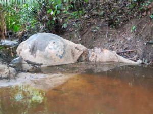 Le Gabon pleure un de ses plus célèbres éléphants