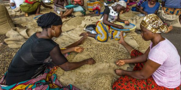 Côte d’Ivoire : pourquoi le café est-il bloqué ?