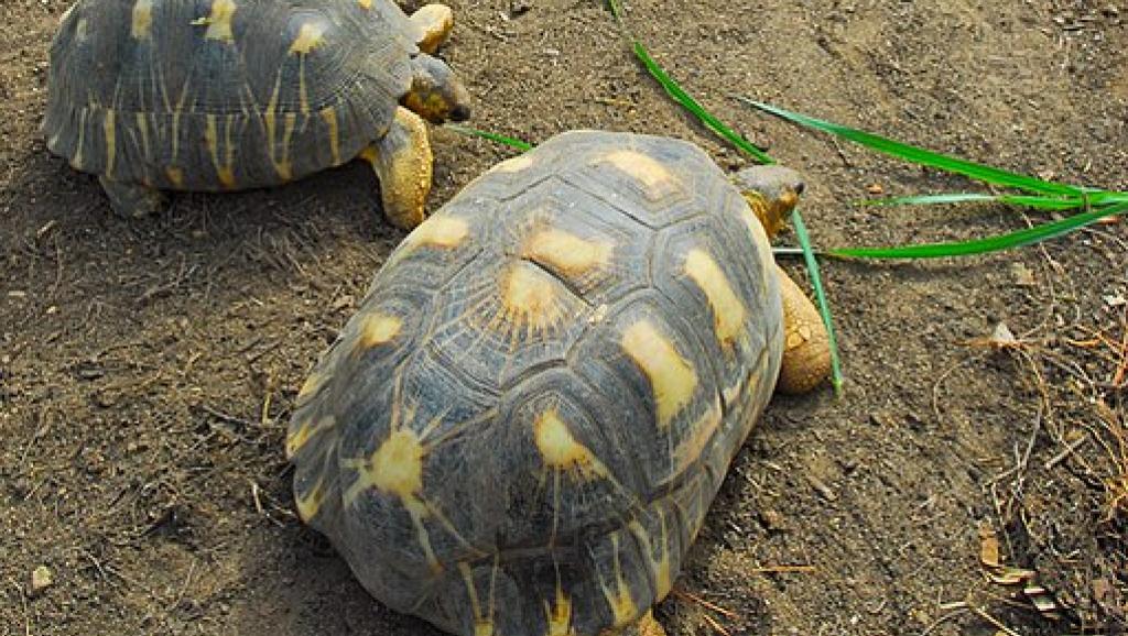 Madagascar: les tortues radiées, une espèce toujours menacée par les braconniers