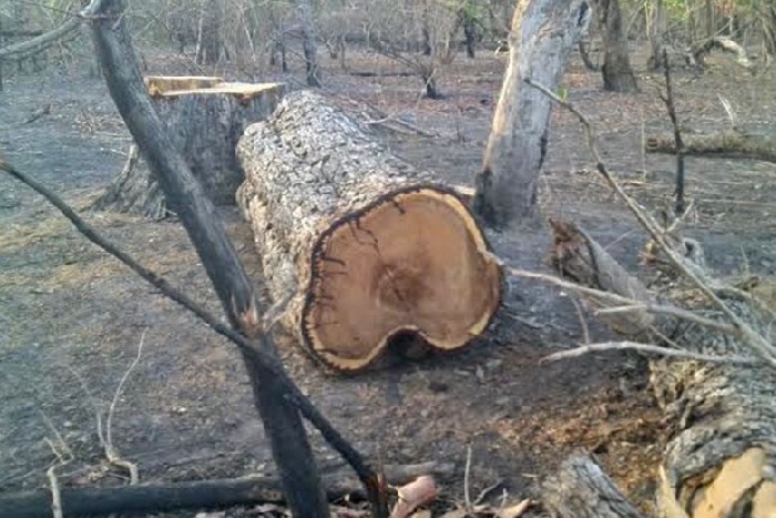Médina Yoro Foulah : Un surveillant forestier atrocement assassiné