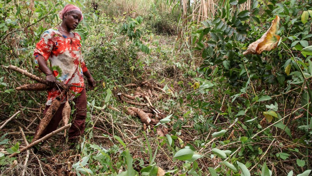 La Côte d'Ivoire en guerre contre la maladie du manioc