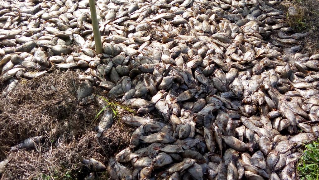 Bénin: mystérieuse mort de milliers de poissons dans le lac Toho