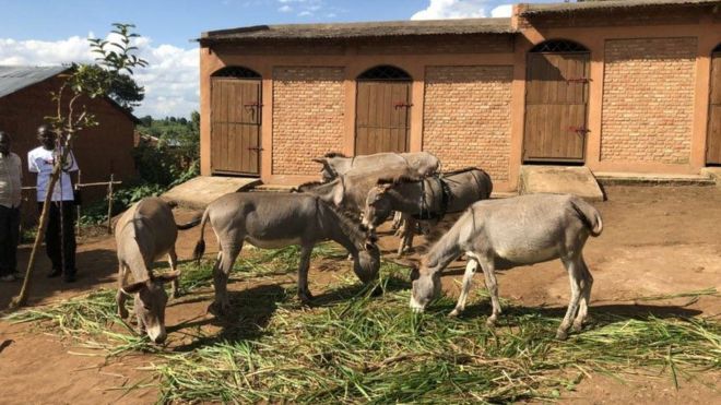 ​Bujumbura refuse les ânes offerts par Paris