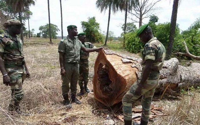 Coupe d’arbres sans autorisation : Le maire de Oulampane déféré 