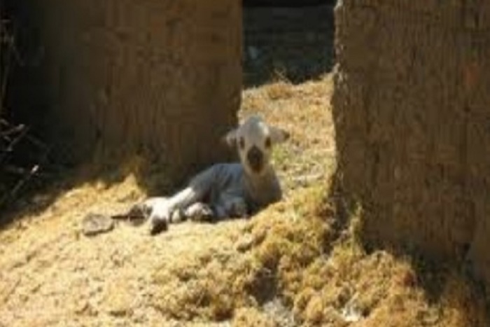 ​Yeumbeul : Un boulanger surpris avec une brebis dans un bâtiment