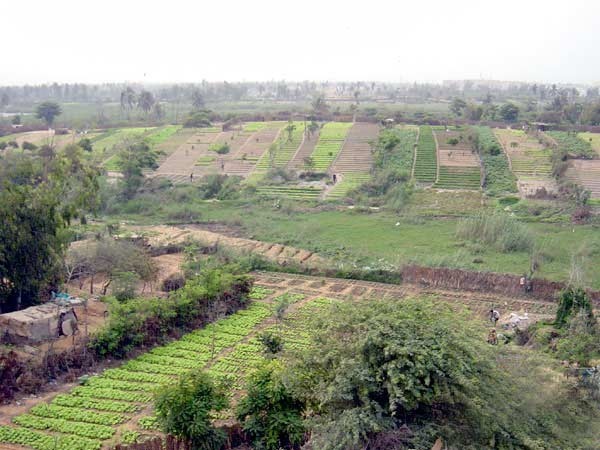 Zone des  Niayes : la Fenab dénonce la réforme foncière