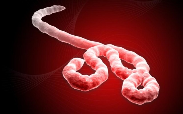 Le virus Ebola serait capable de survivre 2 ans dans le sperme de l'homme