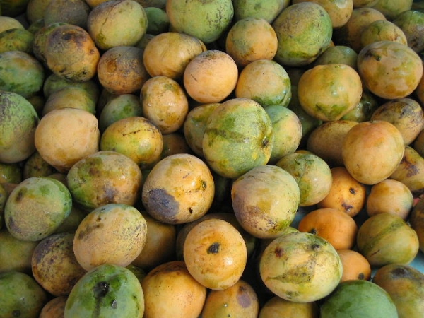 Exportation de mangue: le Sénégal placée sur la liste rouge de l'Europe