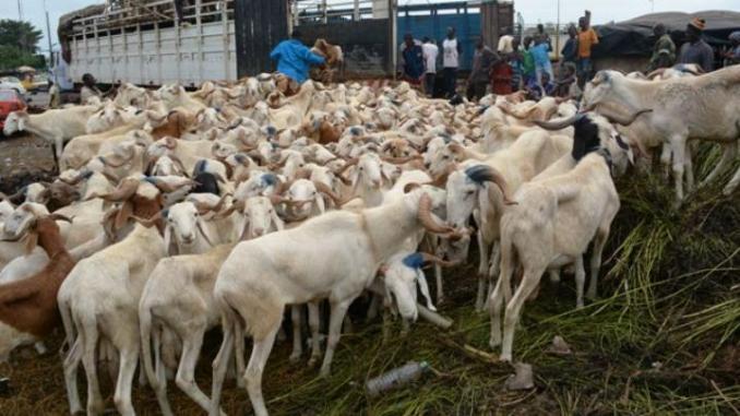 ​Tabaski 2018 : 28.972 têtes de moutons déjà importées