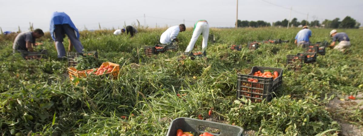 ​Italie : onze travailleurs migrants meurent dans un accident de la route