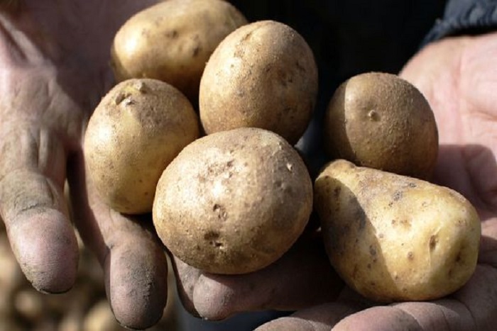 Cherté et rareté de la pomme de terre locale, des nuages sur la Tabaski 2018